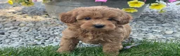 Mini Goldendoodle dogs for sale: Miles Mini Goldendoodle  - Ad 10