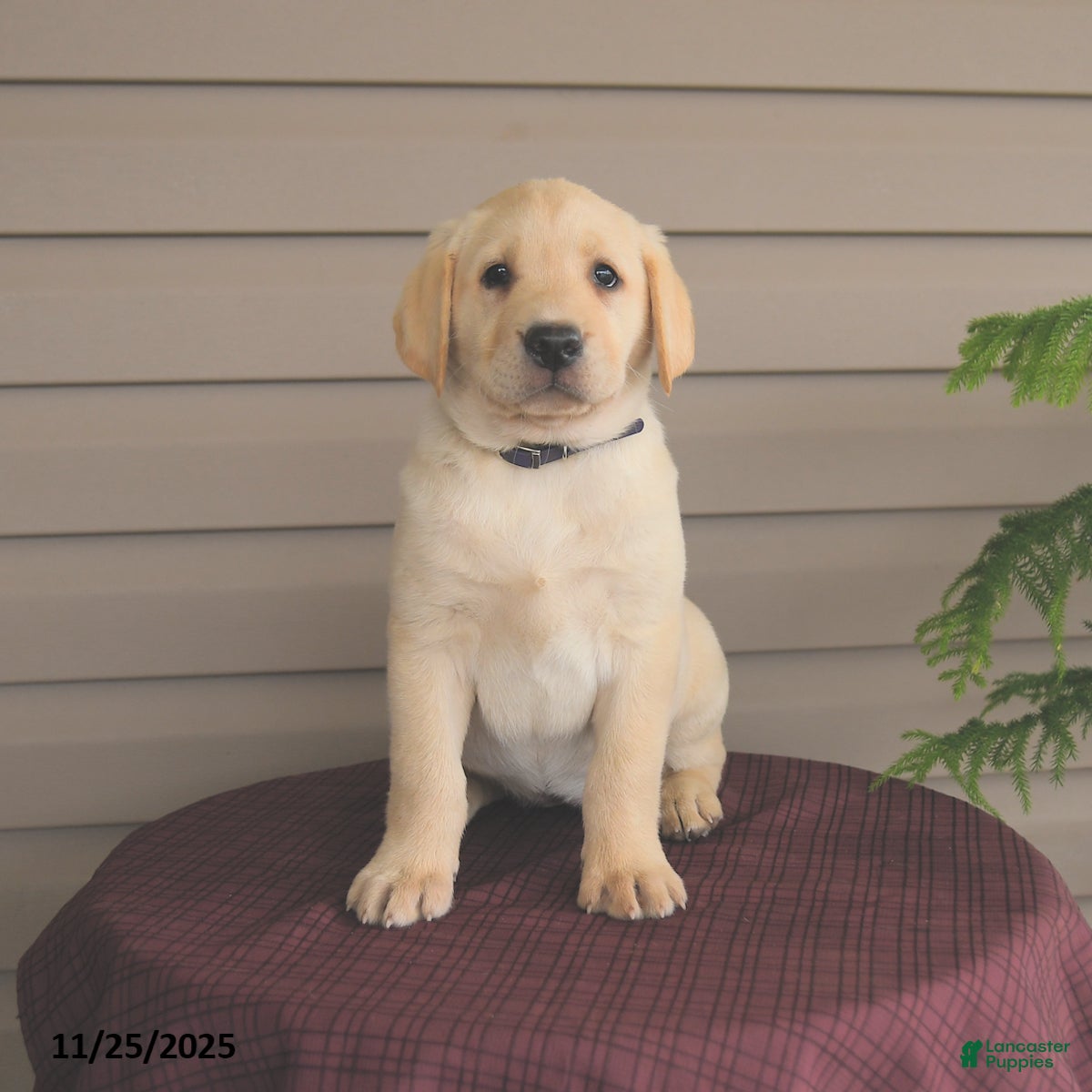 Labrador Retriever dogs Jules - Ad 15