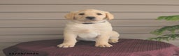 Labrador Retriever dogs for sale: Jules - Ad 1