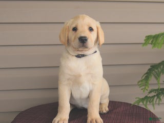 Labrador Retriever dogs Jules - Ad 28