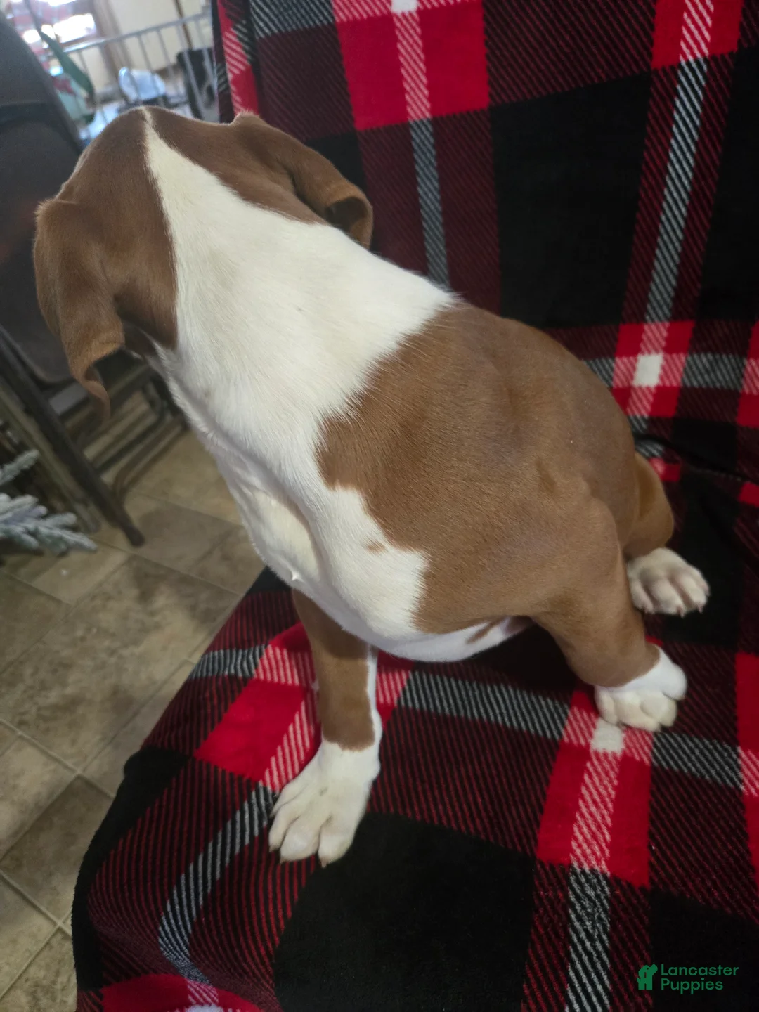 Boxer dogs for sale: Hank - Ad 8