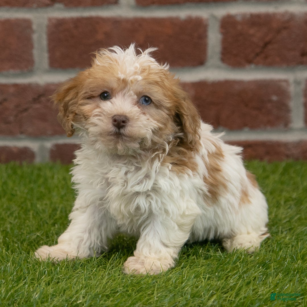 Havapoo dogs for sale: Wally - Ad 7