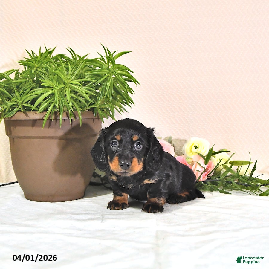 Miniature Dachshund dogs Percy - Ad 1