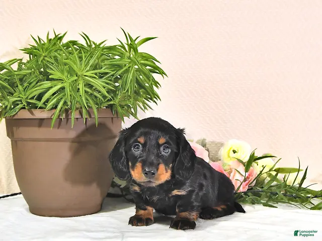 Miniature Dachshund dogs for sale: Percy - Ad 1