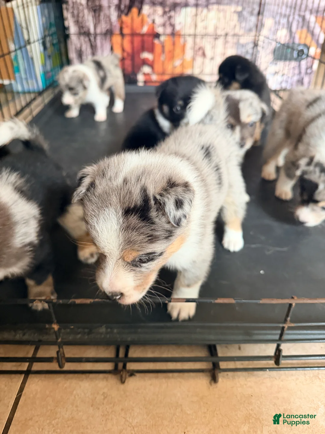 Mixed Breed dogs for sale: Brookie - Ad 20