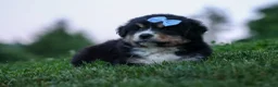 Miniature Australian Shepherd dogs for sale: LINCOLN - Ad 10