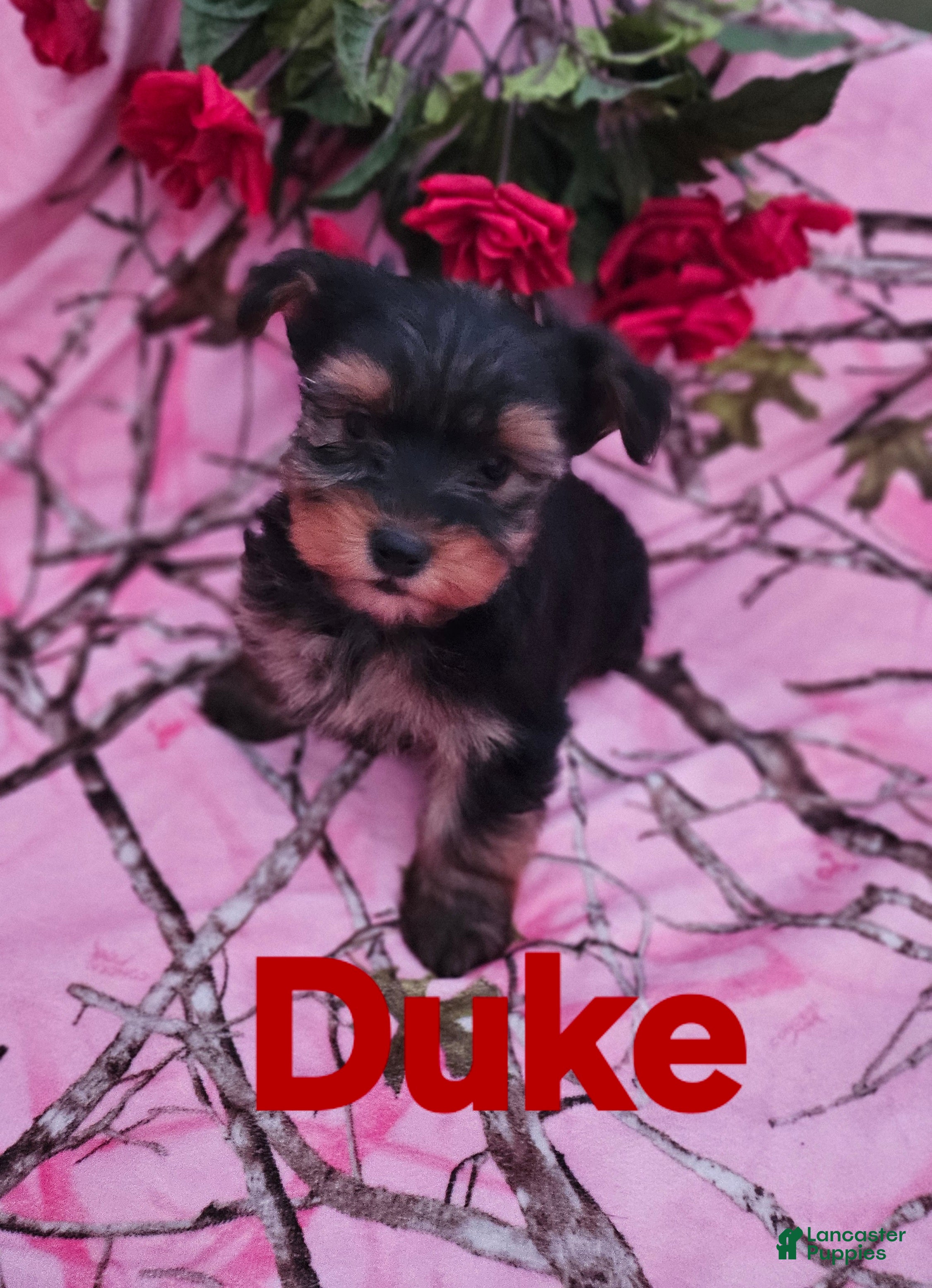 Morkie dogs Duke - Ad 22
