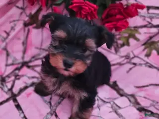 Morkie dogs Duke - Ad 23