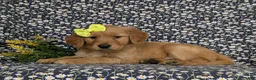 Golden Retriever dogs for sale: Nellie AKC Registered - Ad 4