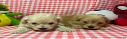 Maltipoo dogs for sale: Maltipoo Puppy 4 - Ad 4