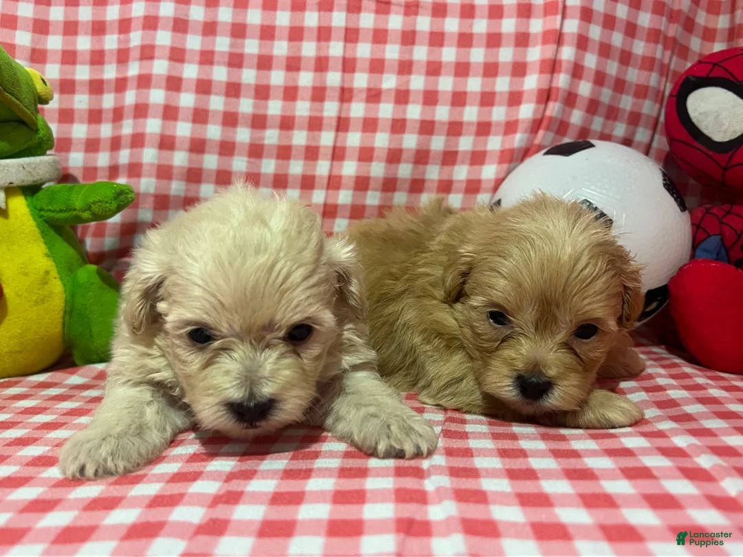 Maltipoo dogs for sale: Maltipoo Puppy 4 - Ad 4