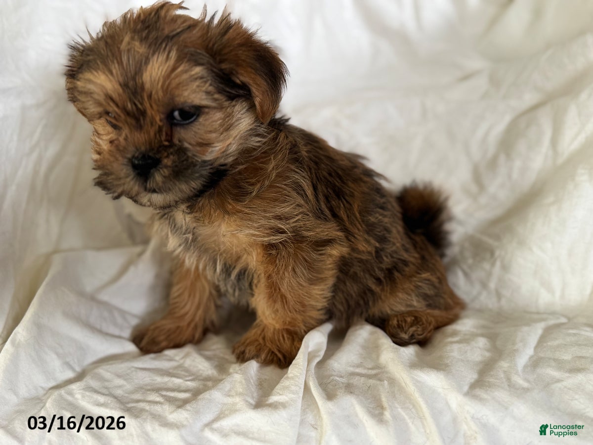 Shorkie dogs Thomas - Ad 2
