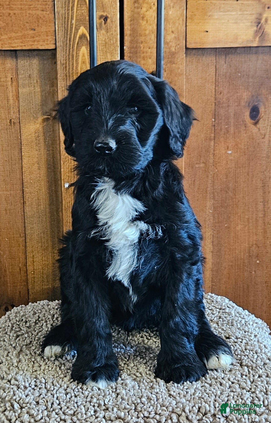 Portuguese Water Dog dogs for sale: Percival (Percy) - Ad 1