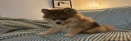 Pomsky dogs for sale: Fluffy - Ad 4