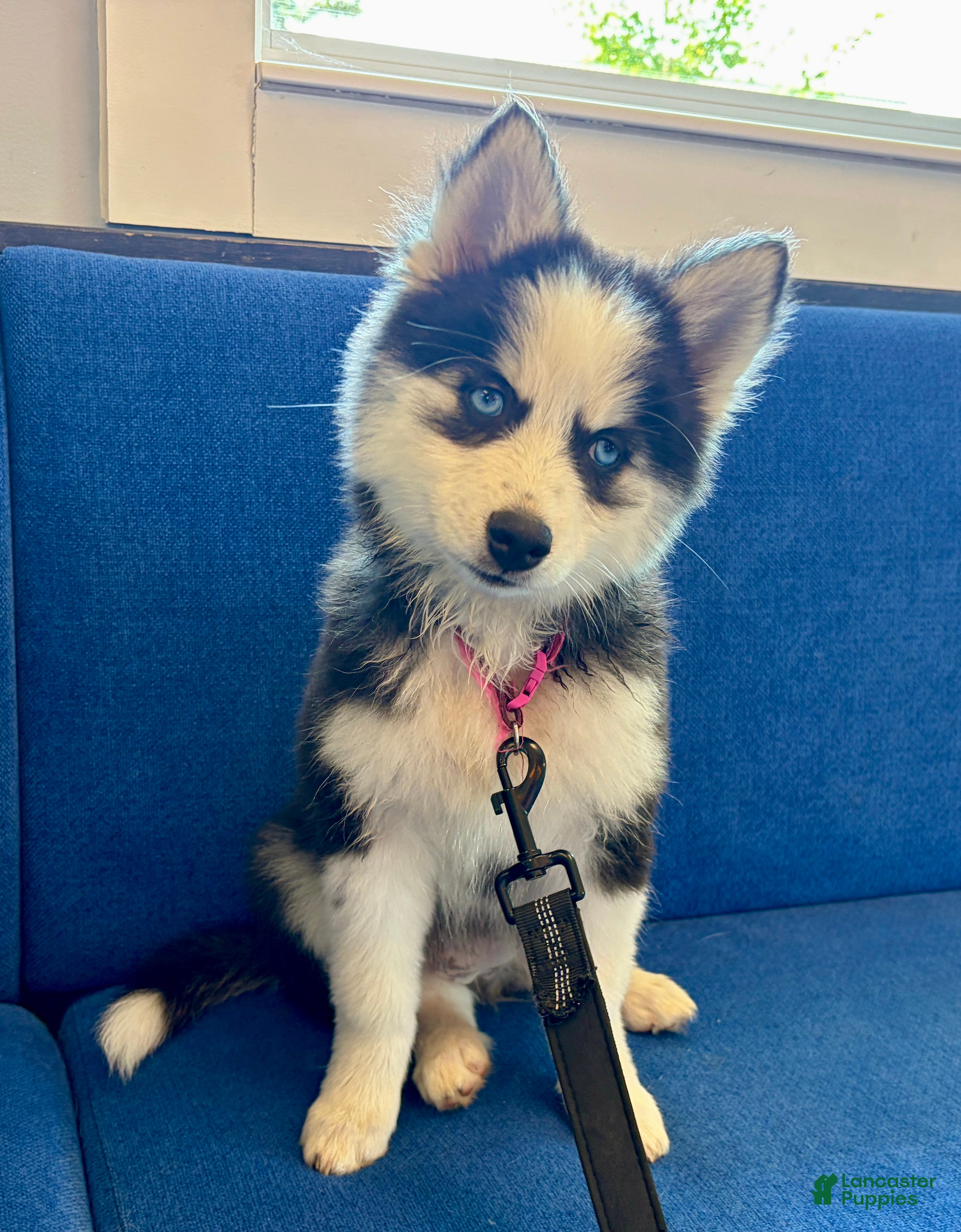 Pomsky dogs Poppy - Ad 1
