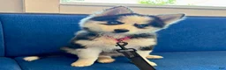 Pomsky dogs for sale: Poppy - Ad 1