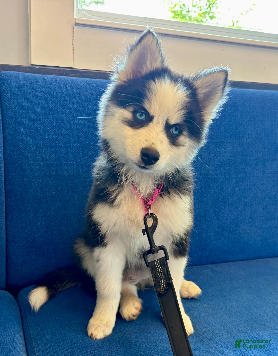 Pomsky dogs for sale: Poppy - Ad 1