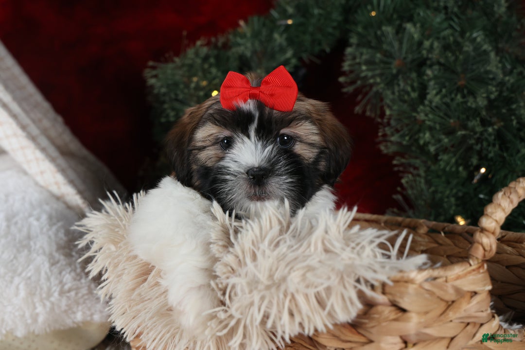 Shih Tzu dogs for sale: Joey - Ad 4
