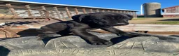 Cane Corso dogs for sale: Charlie - Ad 6