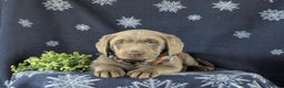 Labrador Retriever dogs for sale: Connor AKC Silver Lab - Ad 8