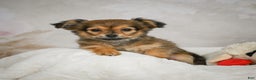 Chihuahua dogs for sale: Cuddly - Ad 9