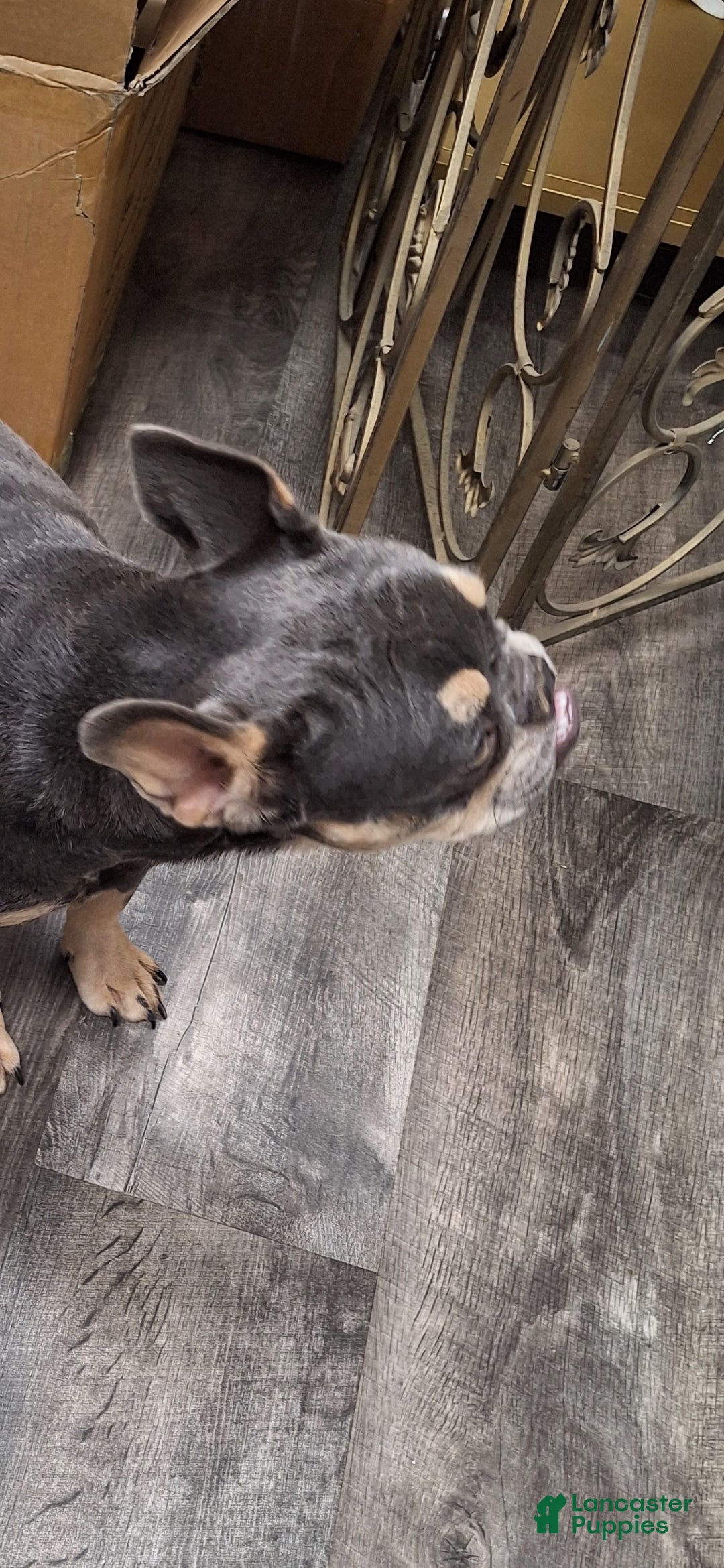 French Bulldog dogs for sale: Gil - Ad 3