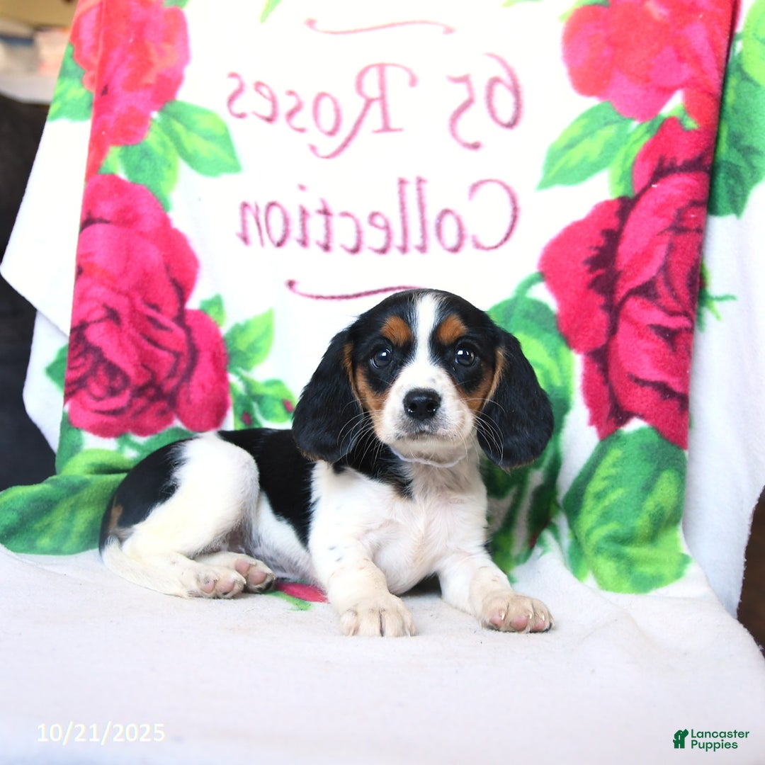 Beaglier dogs for sale: Fern - Ad 2