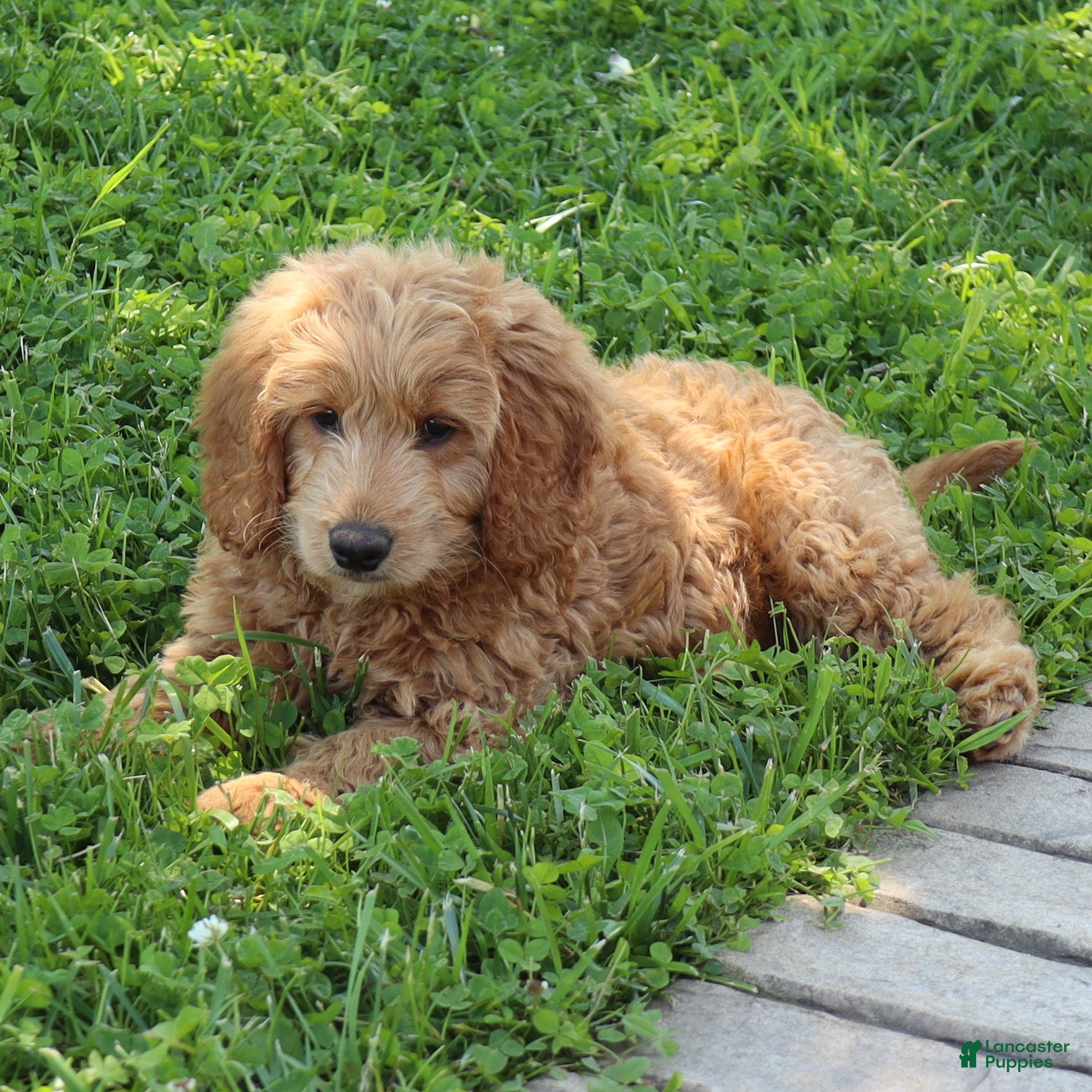 Mini Goldendoodle dogs Tyson - Ad 1
