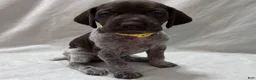German Shorthaired Pointer dogs for sale: Angel - Ad 1