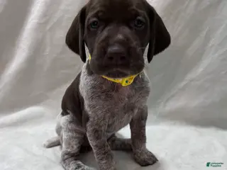 German Shorthaired Pointer dogs Angel - Ad 22