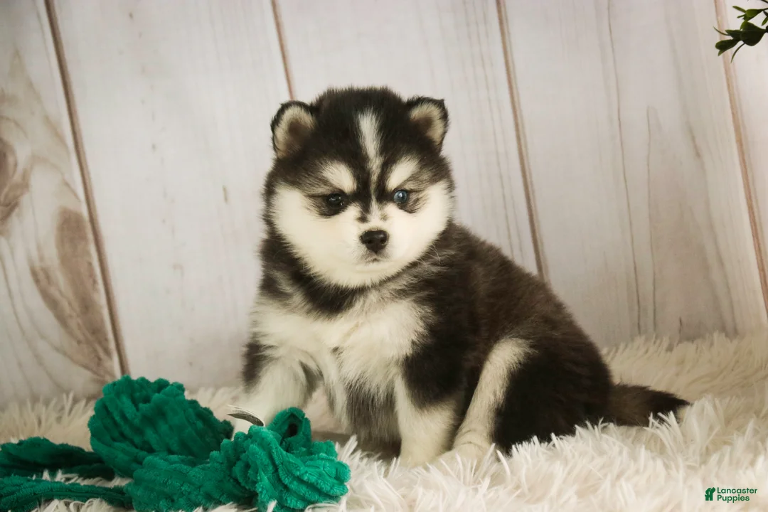 Pomsky dogs for sale: Sterling - Ad 8