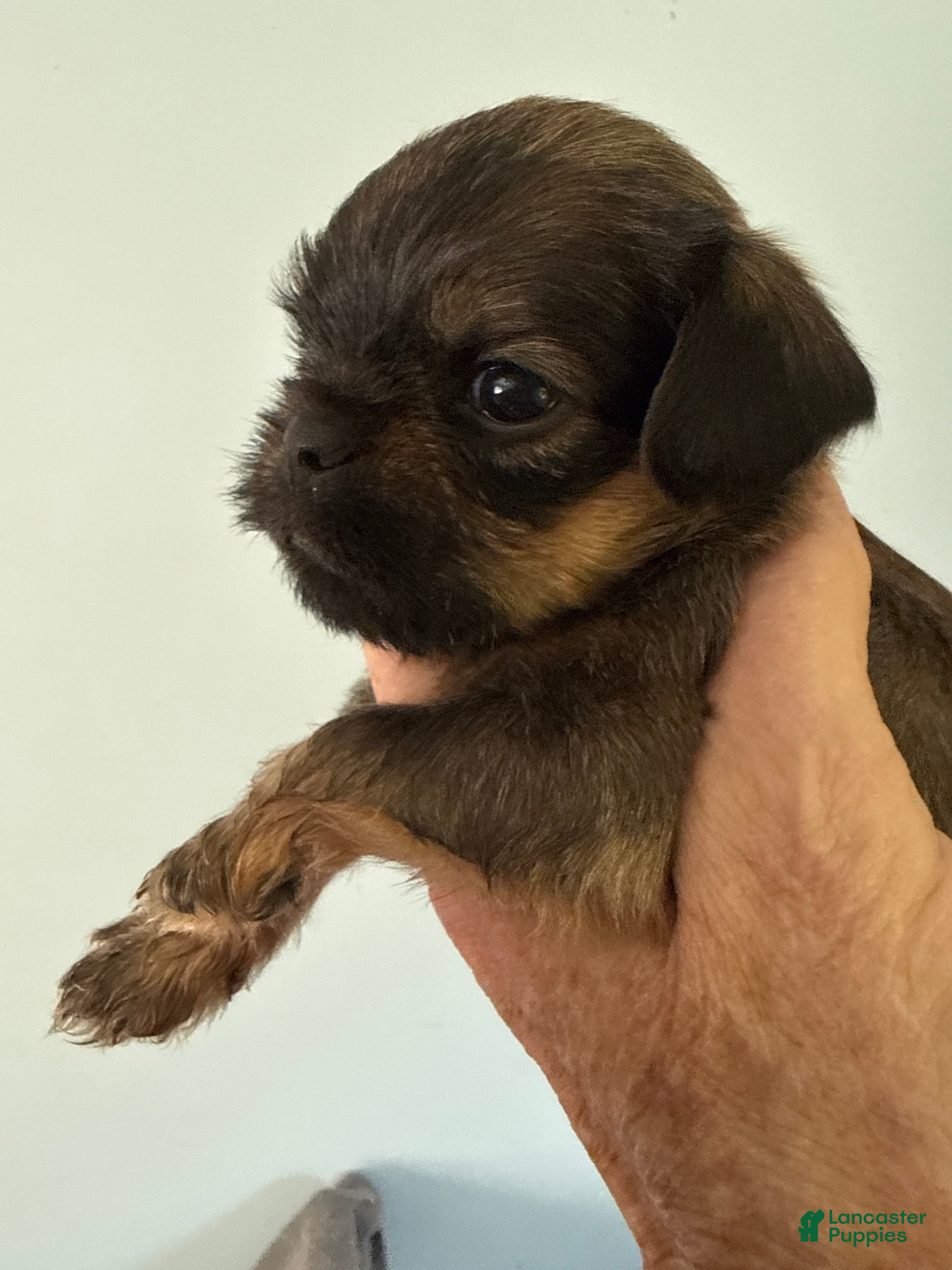Brussels Griffon dogs Faith - Ad 8