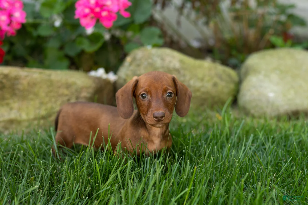 Miniature Dachshund dogs for sale: Ike  - Ad 2