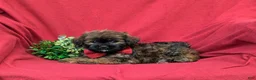 Shihpoo dogs for sale: Cole Hypoallergenic - Ad 4