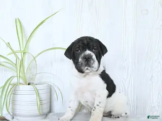 Mini Hippo dogs Gus - Ad 4