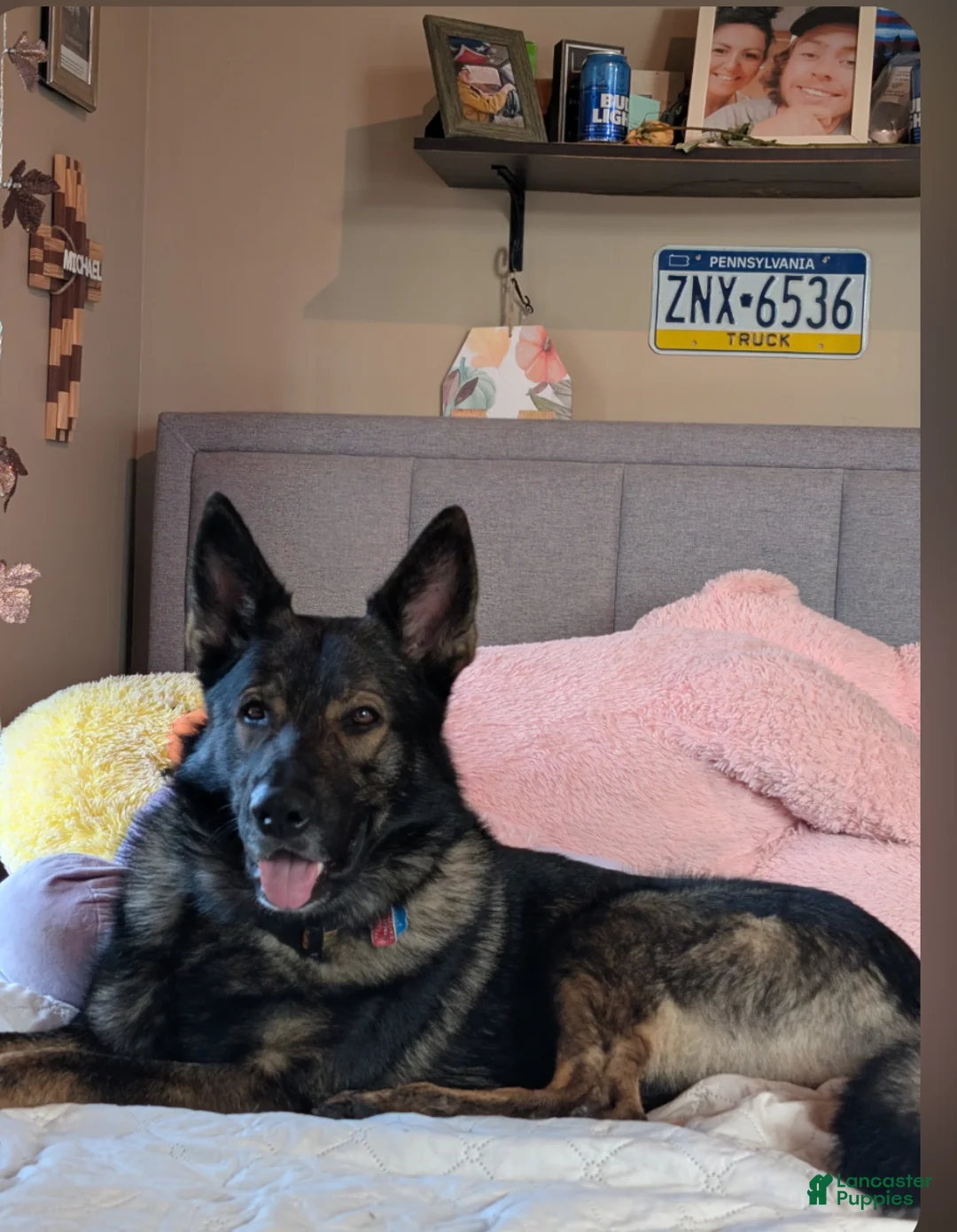 German Shepherd dogs for sale: Priscilla  - Ad 4