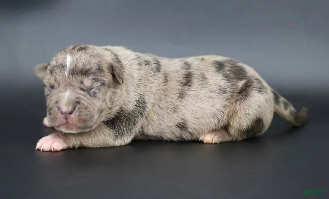American Bully dogs for sale: Cairo - XL - ABKC - Ad 1