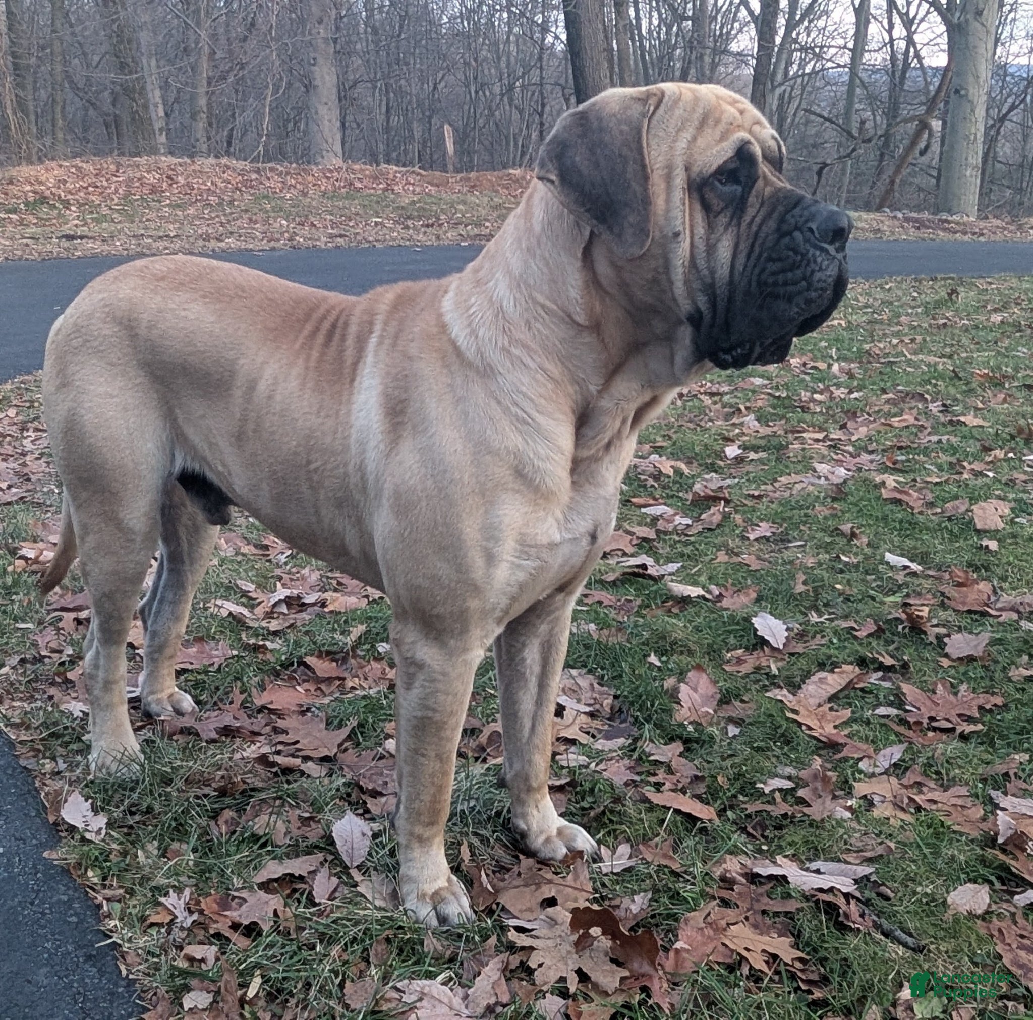 English Mastiff dogs Sadler's Squire-at-Arms - Ad 2