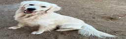 Golden Retriever dogs for sale: Peach - Ad 5