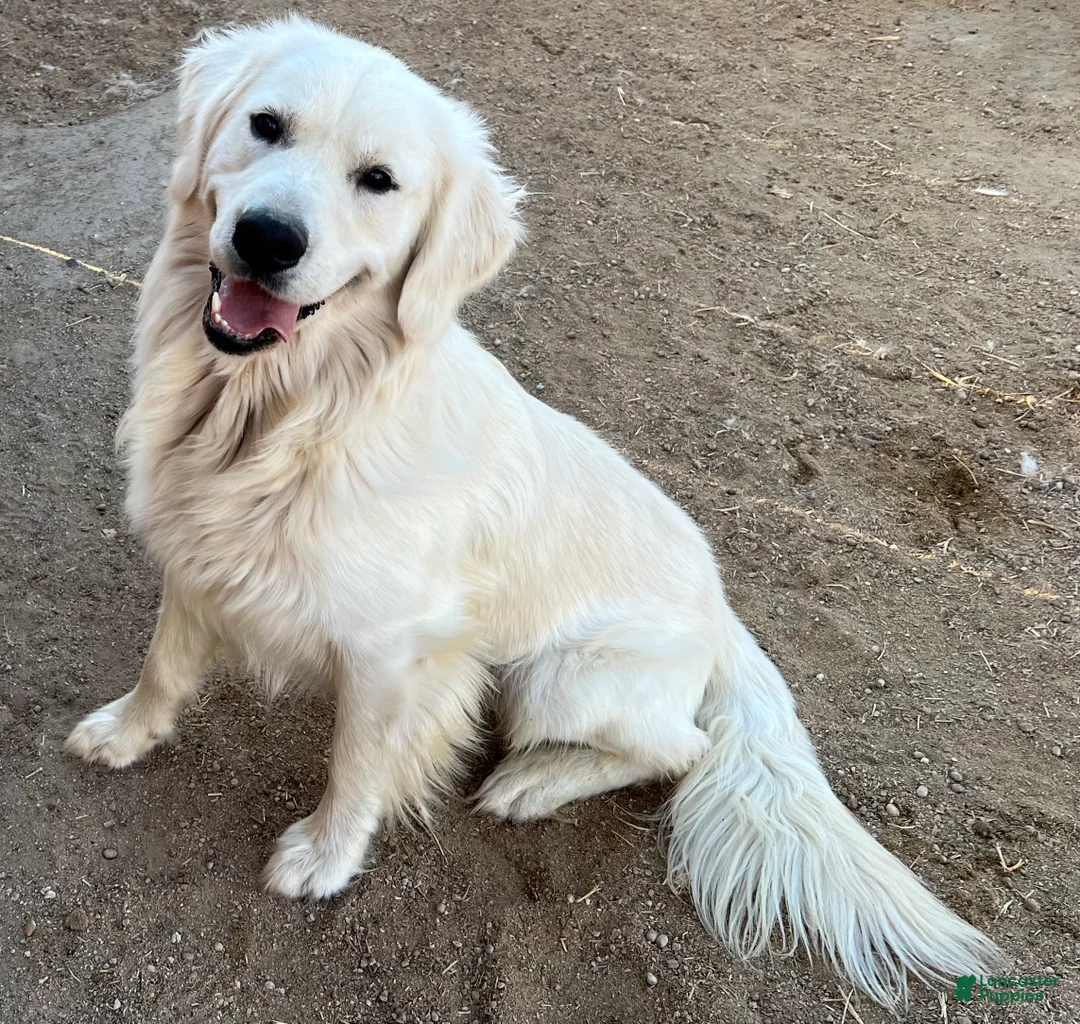 Golden Retriever dogs for sale: Peach - Ad 5