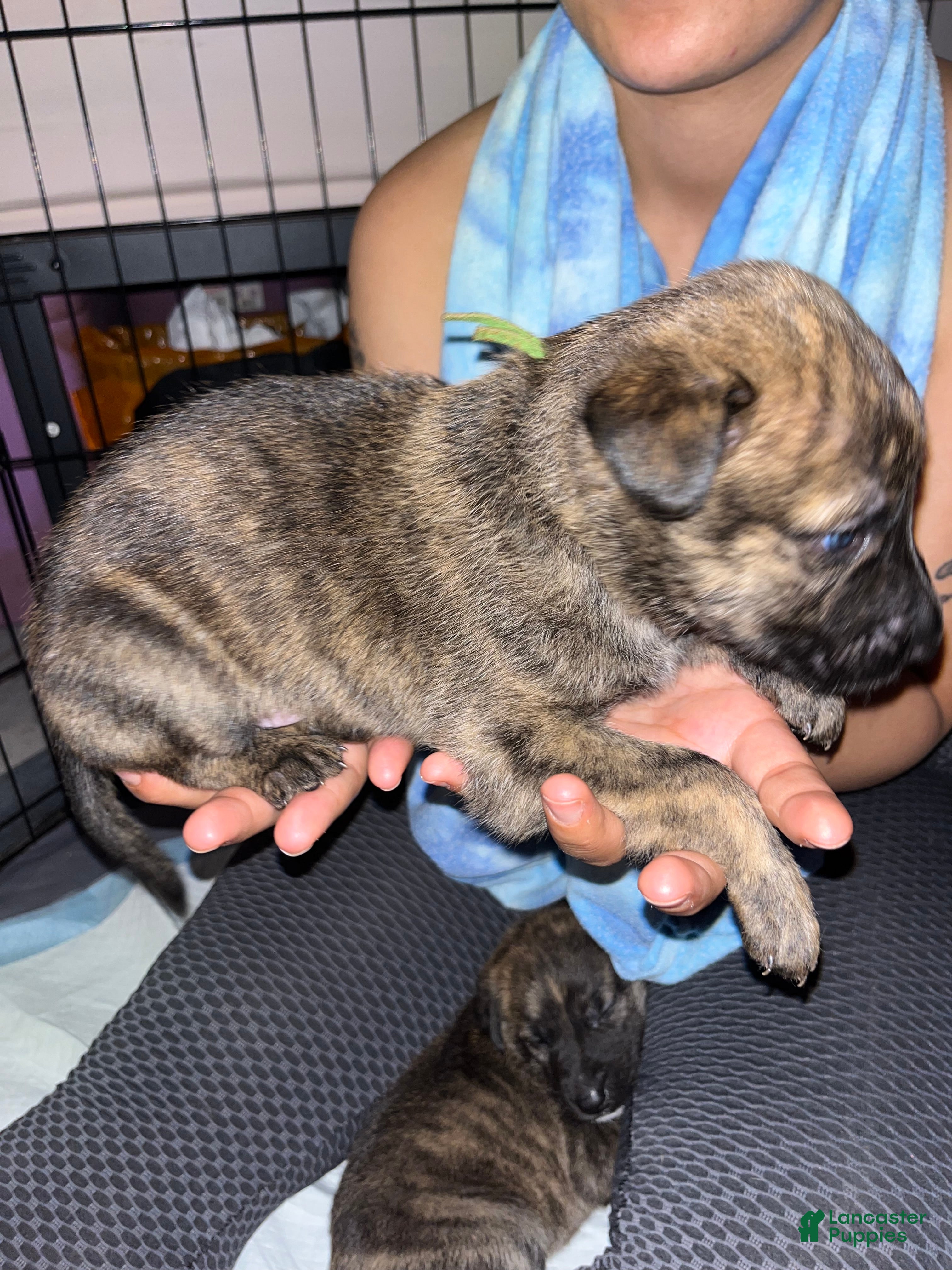 Mixed Breed dogs GREEN - Ad 1