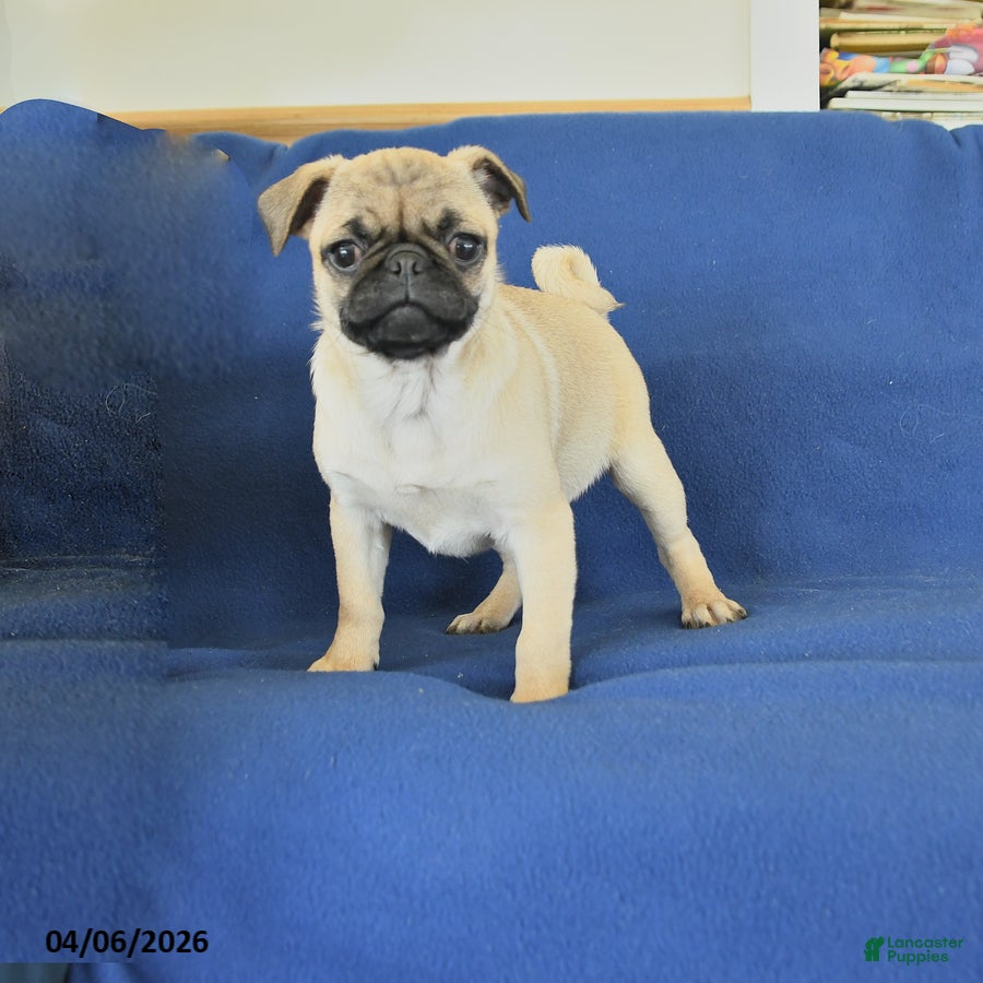 Pug dogs Janet - Ad 1