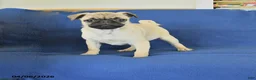 Pug dogs for sale: Janet - Ad 1