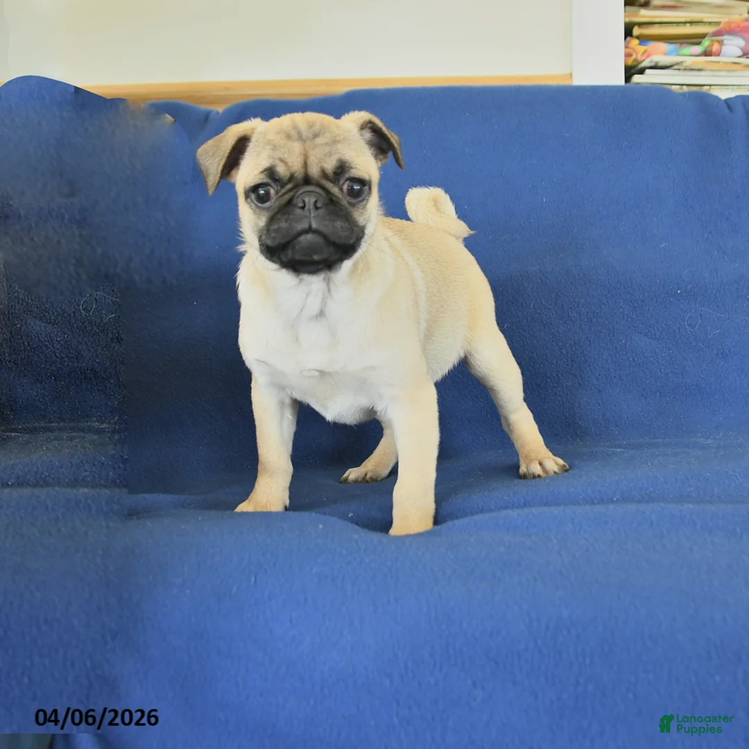 Pug dogs for sale: Janet - Ad 1