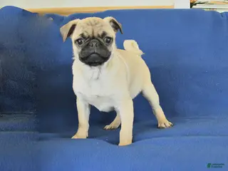 Pug dogs for sale: Janet - Ad 2