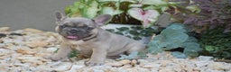 French Bulldog dogs for sale: Lavender - Ad 3