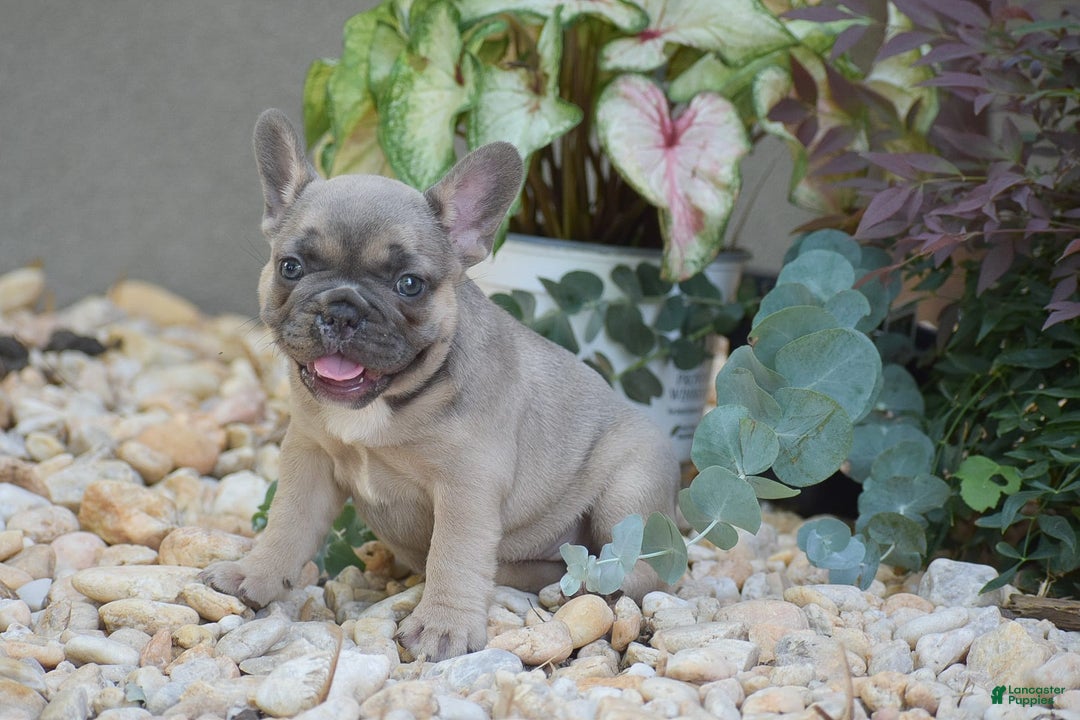 French Bulldog dogs for sale: Lavender - Ad 3