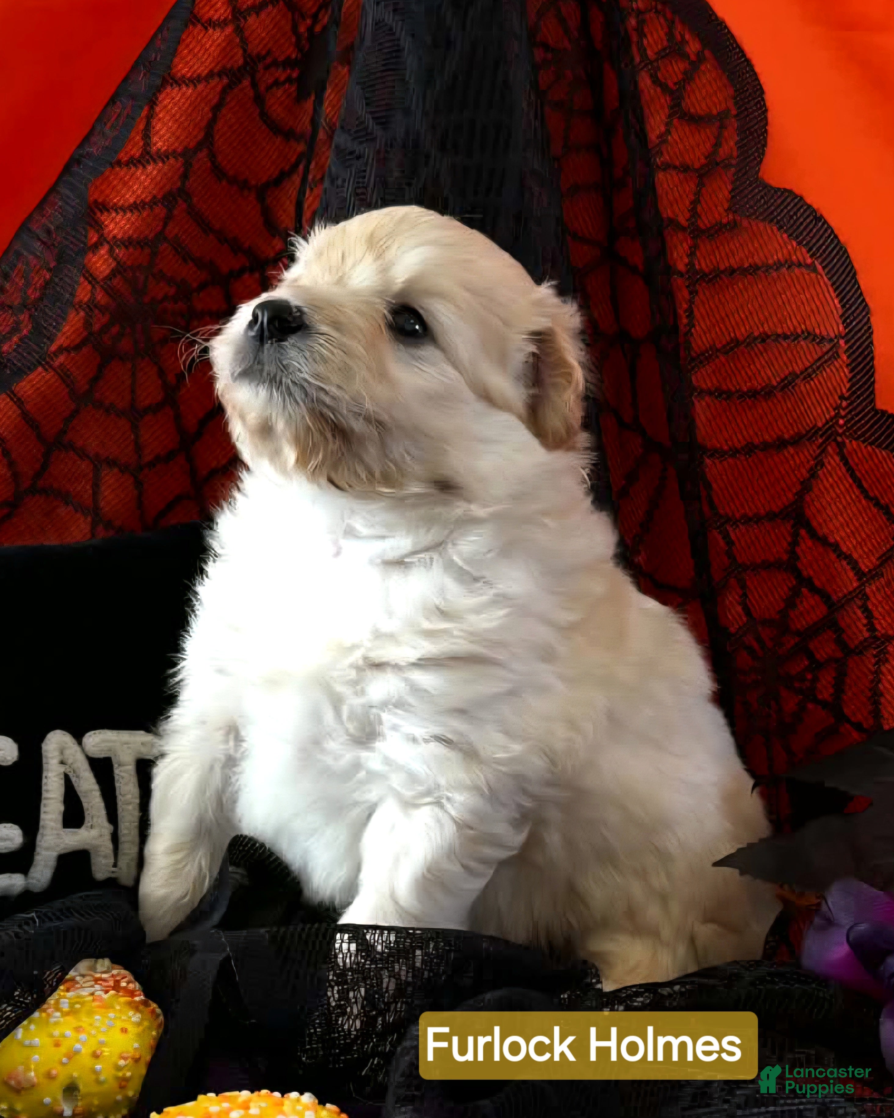 Mixed Breed dogs for sale: Samoyed - Poodle Doodle Sammypoo 2 - Ad 2