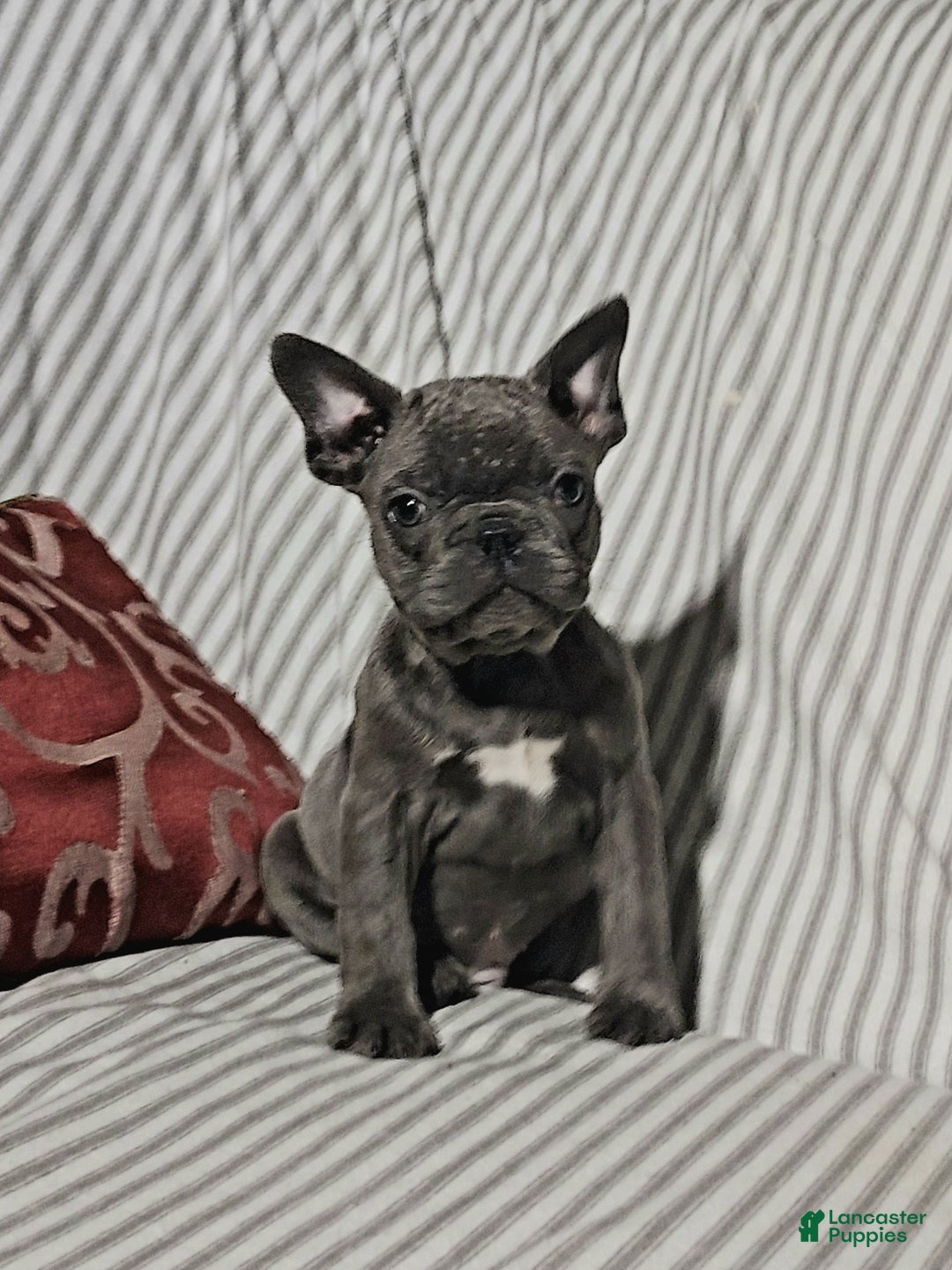 Mixed Breed dogs for sale: Leo - Ad 1