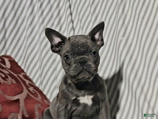 Mixed Breed dogs Leo - Ad 37